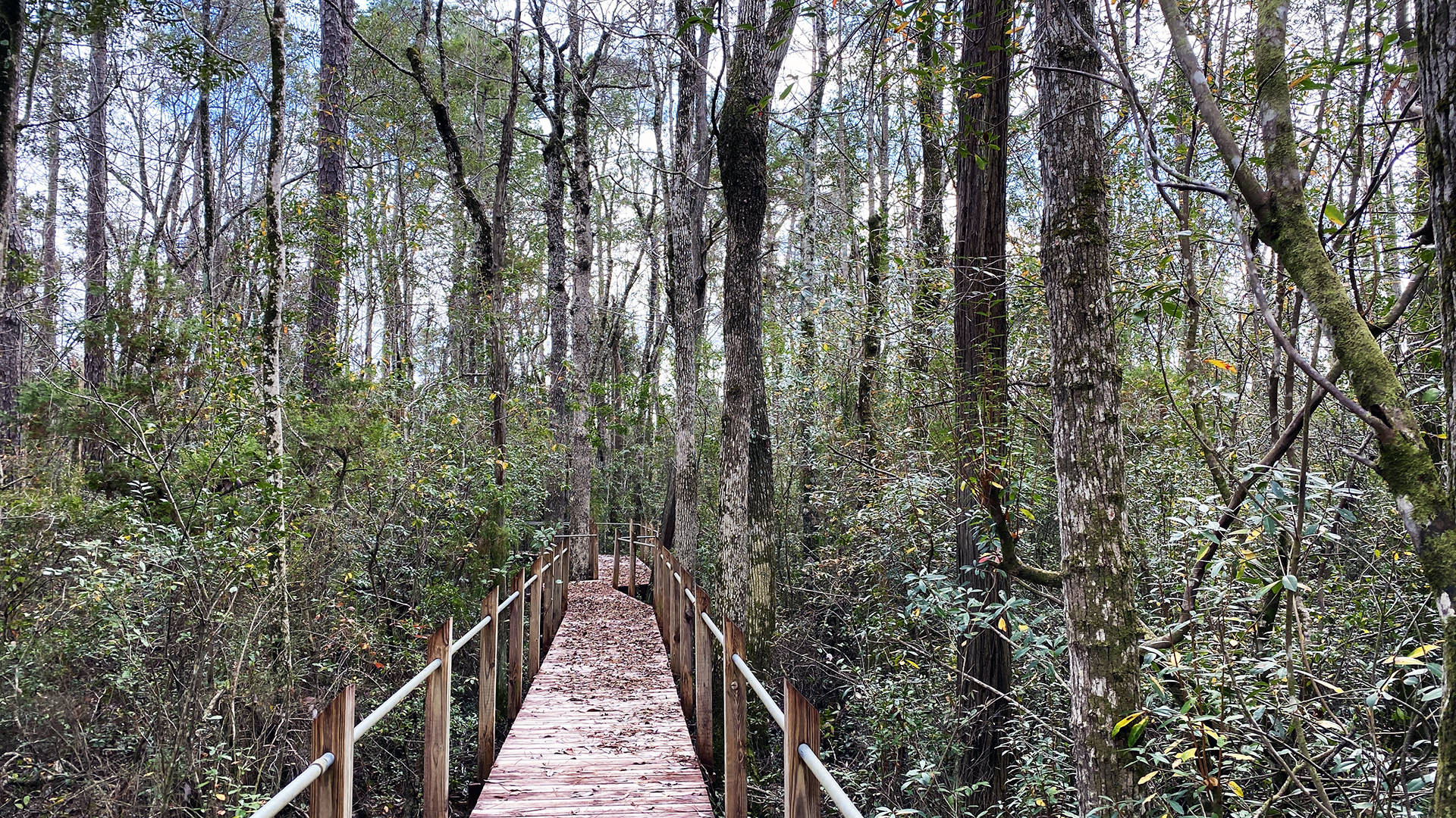 Boardwalk